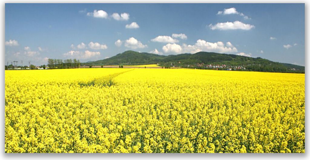 Tulup Leinwand-Bilder 120x60 Wandbild Canvas Kunstdruck Wiese Natur