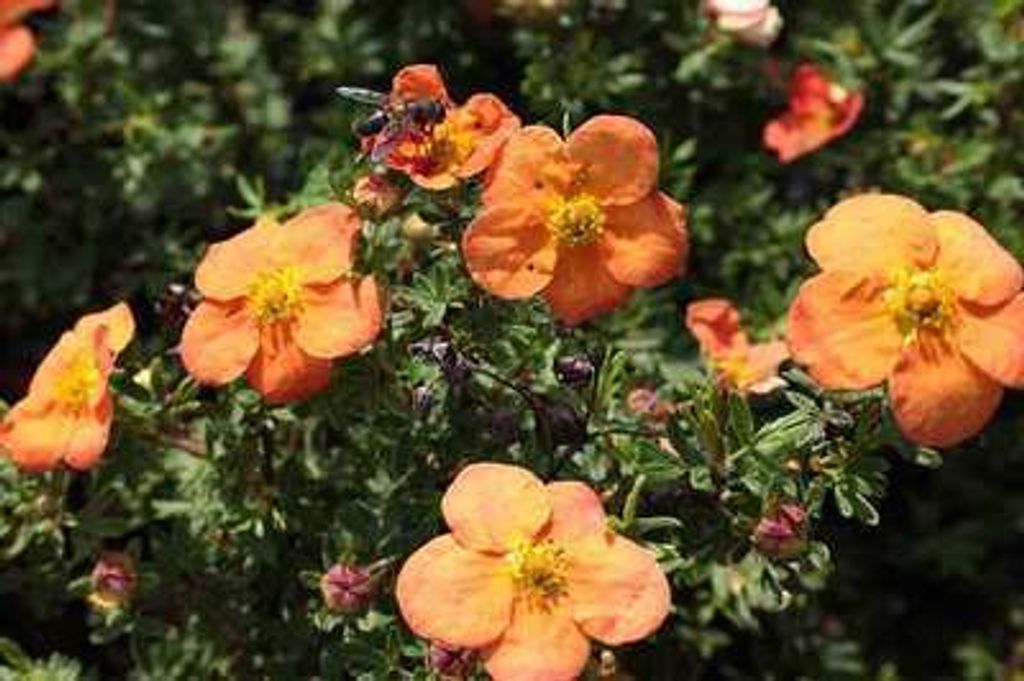 10 x Potentilla frut. 'Red Ace' - Fingerstrauch 25- 40 cm Wurzelnackt