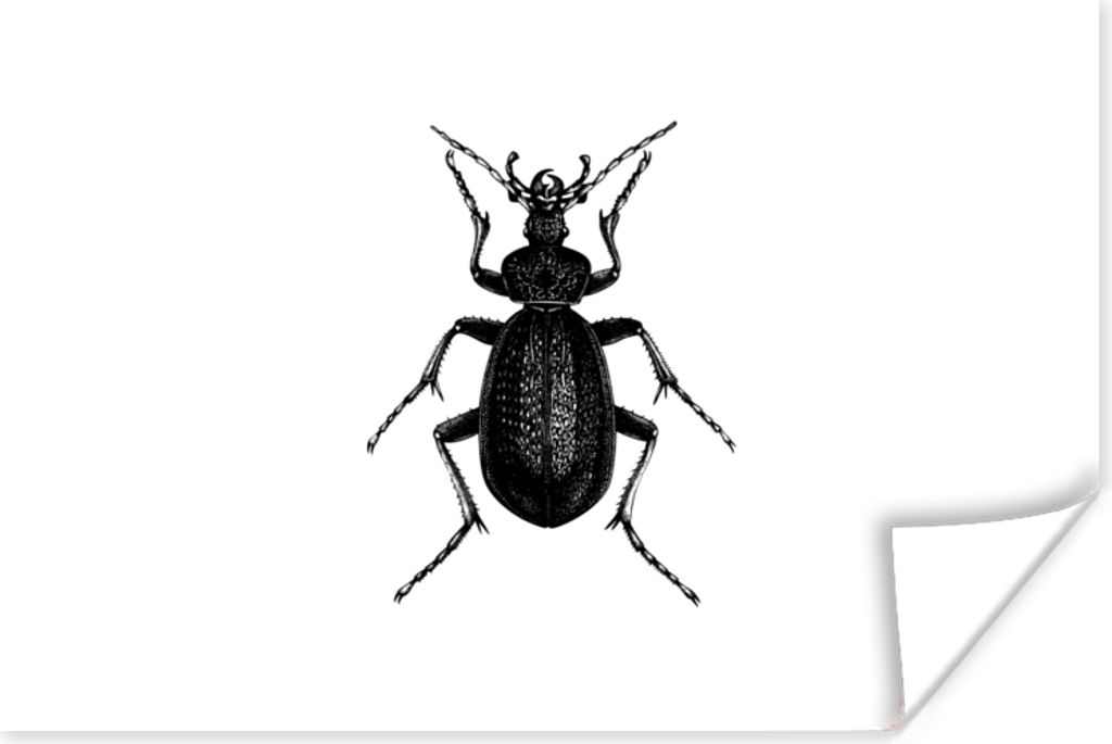 MuchoWow Poster Schwarz und weiß - Käfer - Vintage - Insekten 30x20 cm - Plakate - Print