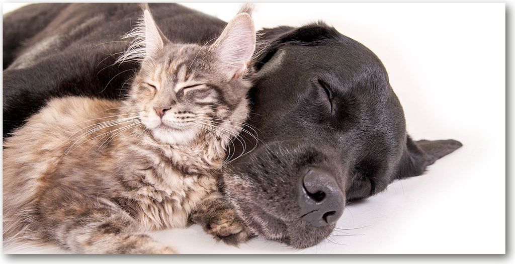 Tulup Glas-Bild -140x70- Wandkunst Dekorative Wand für Küche & Wohnzimmer - Tiere - Hund Katze - Braun