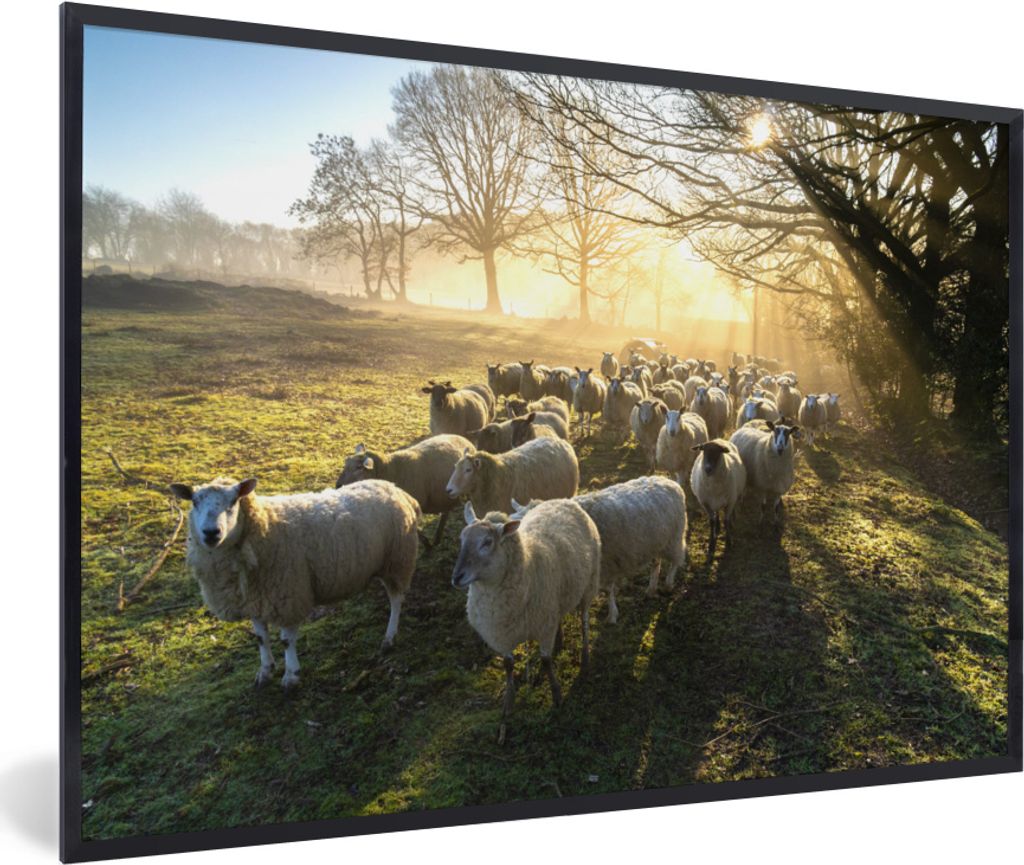 MuchoWow MuchoWow Gerahmtes Poster Schaf - Sonne - Wiese 90x60 cm - Poster mit zchwarzem Bilderrahmen - Fotorahmen - Foto-Plakat