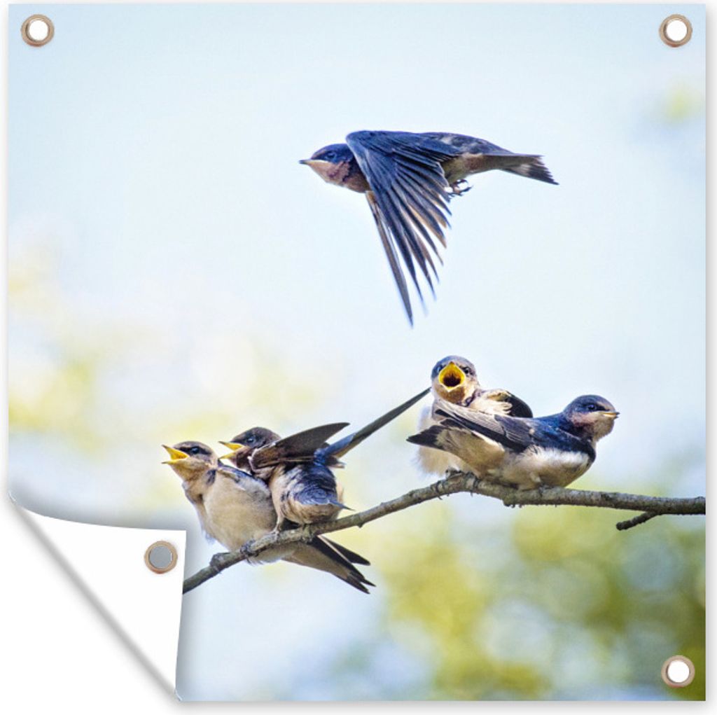 MuchoWow 100x100 cm Outdoor-Poster Gartendeko Sichtschutz Garten Poster für den Garten Eine Rauchschwalbe fliegt zu ihren Jungen