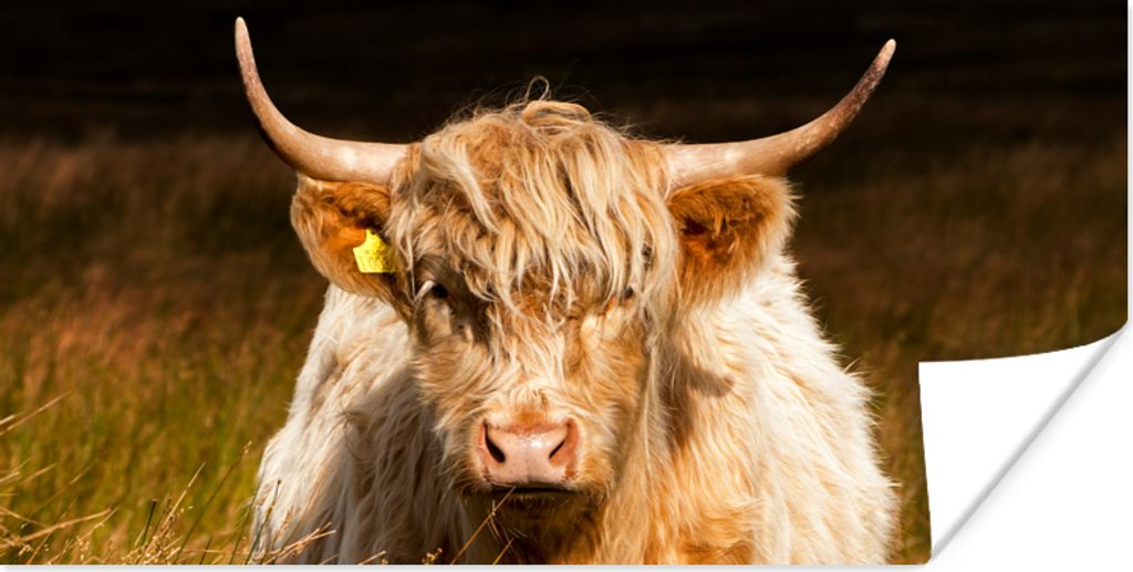 MuchoWow Poster Schottische Highlander - Licht - Gras - Tiere 80x40 cm - Wanddeko