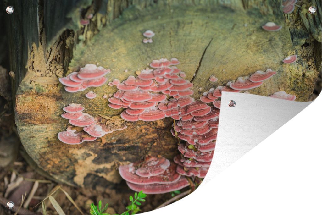MuchoWow 90x60 cm Outdoor-Poster Gartendeko Sichtschutz Garten Poster für den Garten Rote Champignons