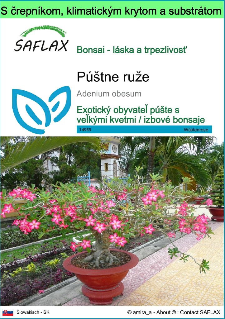 SAFLAX Garden to go - púštne ruže - Adenium obesum - 8 Obrázok produktu 