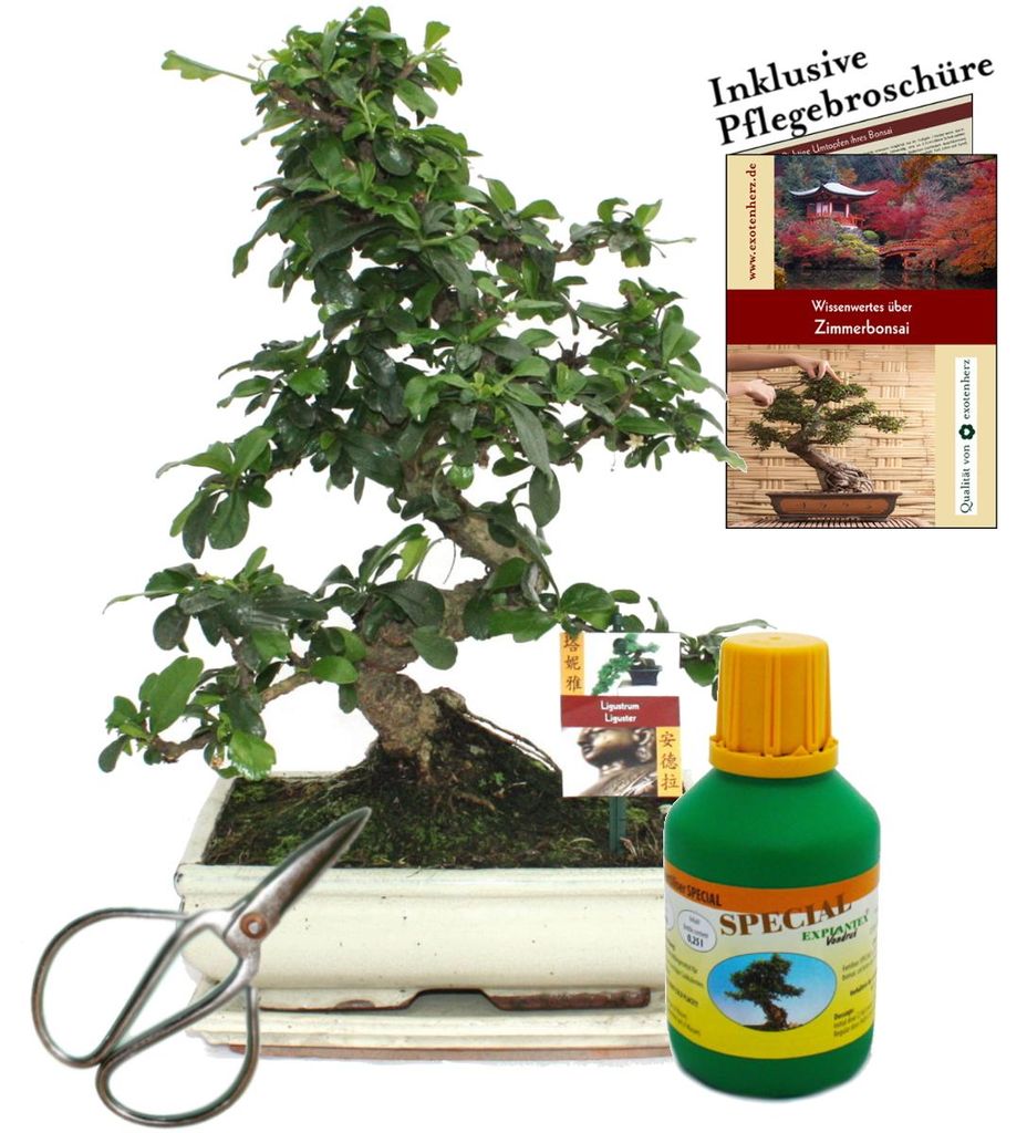 Bonsai Fukientee Carmona microphylla ca. 10 Jahre 25cm Produktbild 
