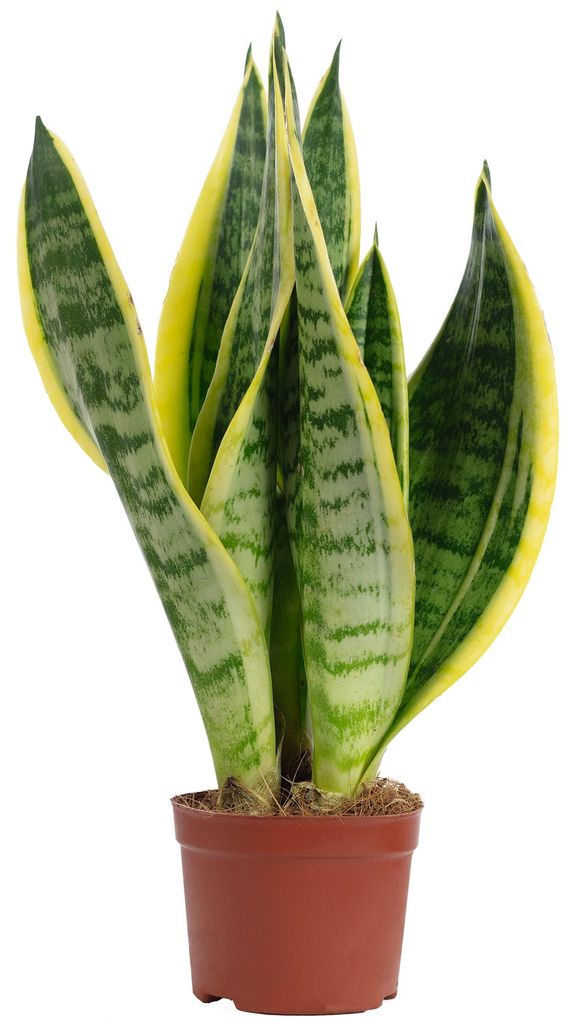 Bogenhanf als Raumluftverbesserer – Sansevieria trifasciata Produktbild 