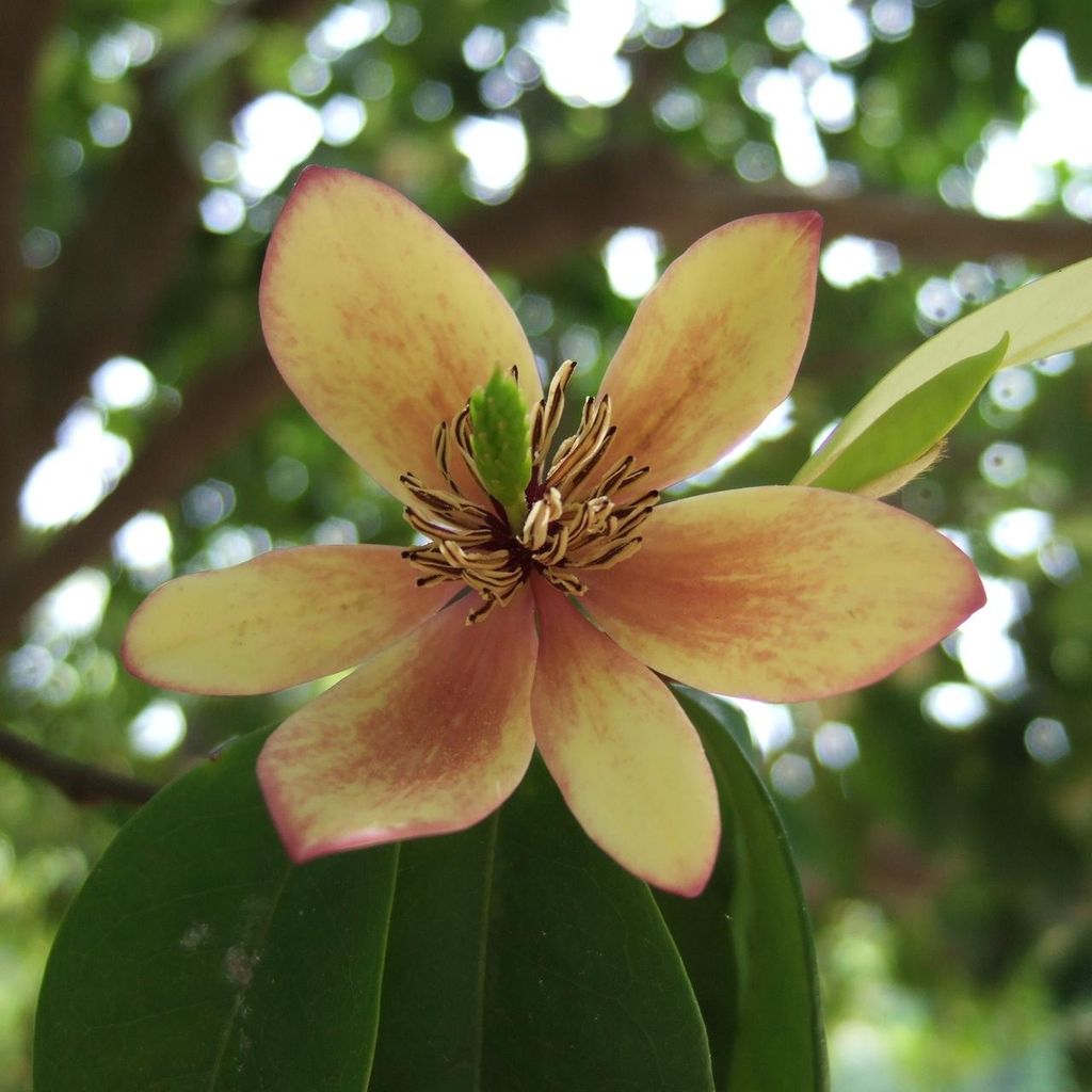 Bananenstrauch (Magnolia figo)  - 5 Samen Produktbild 
