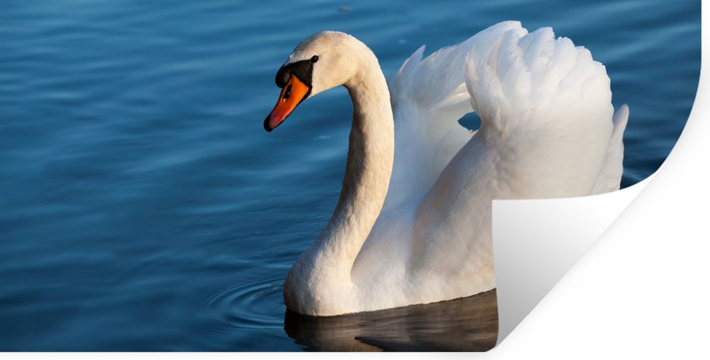 MuchoWow Wandtattoo Wandsticker Wandaufkleber Schwan - Wasser - Vogel - Weiß 40x20 cm Selbstklebend und Repositionierbar - Aufkleber