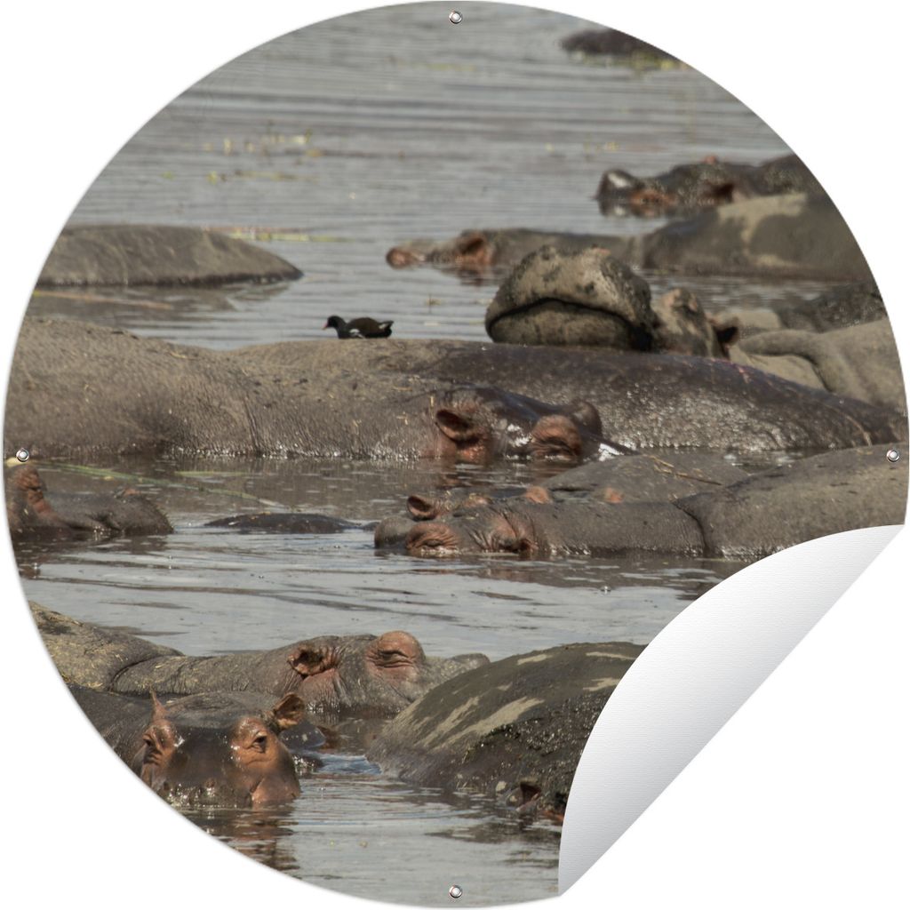 MuchoWow Gartenposter Outdoor-Poster Rund Nilpferd - Teich Ø 60 cm Gartendeko Rundes Poster draußen