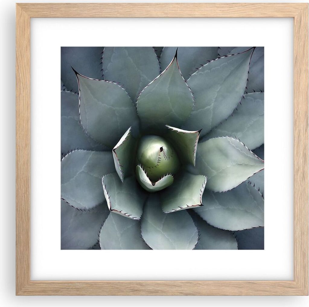 Gerahmtes Poster - Rahmen in heller Eiche - Blau Blätter Agave - 30x30 cm - Wand Bild - Wanddeko - Wandbilder - Kunstposter - Wandposter - Bilderr...
