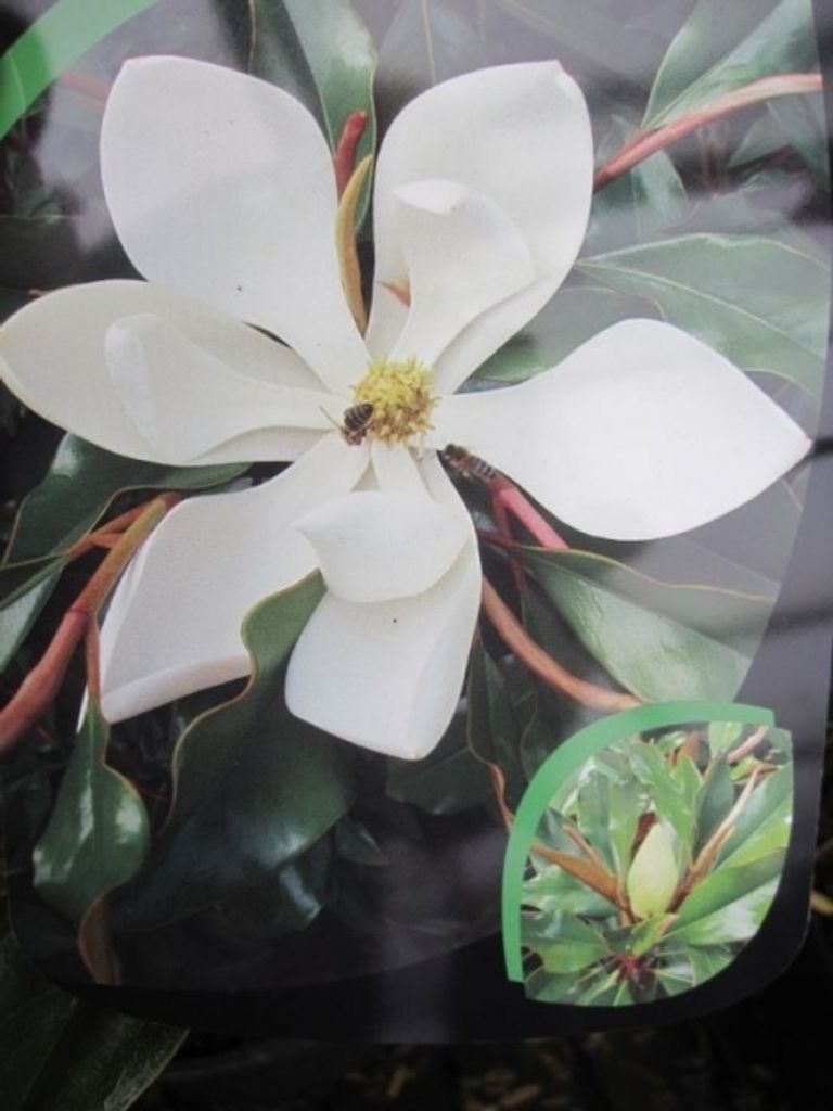 Magnolia grandiflora Kay Parris - Magnolie Kay Parris - 40-60