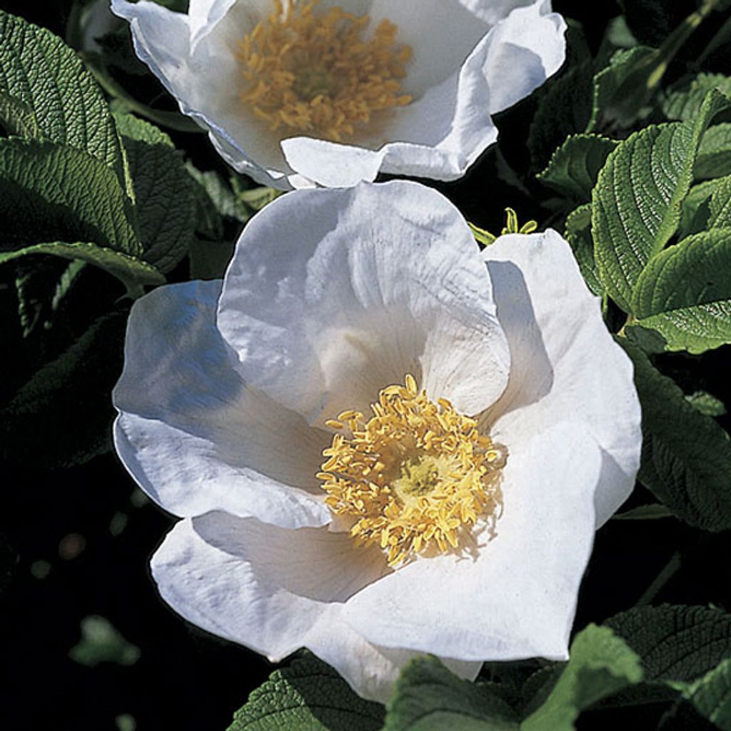 2 x Apfel-Kartoffel-Rose Alba - Rosa rugosa 'Alba' | 40-60 cm in Container
