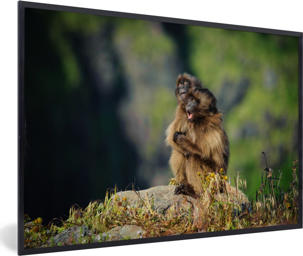 MuchoWow MuchoWow Gerahmtes Poster Affen - Pflanzen - Steine - Familie 60x40 cm - Poster mit zchwarzem Bilderrahmen - Printing - Wanddeko Schla...