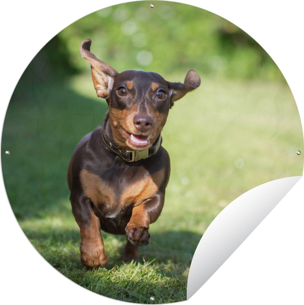 MuchoWow Gartenposter Outdoor-Poster Rund Ein sprintender Dackel Ø 60 cm Gartendeko Rundes Poster draußen