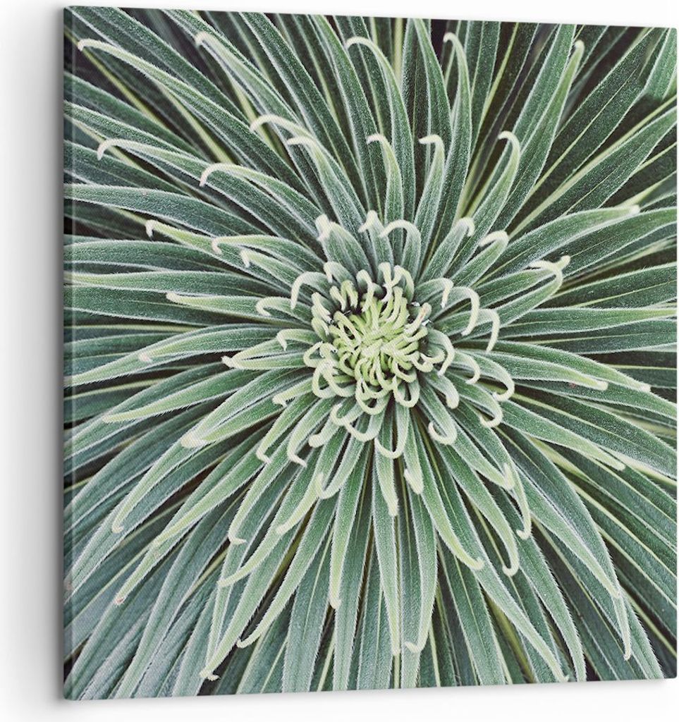 Bild auf Leinwand - Leinwandbild - Einteilig - Agave Grün Pflanze - 60x60cm - Wand Bild - Wanddeko - Wandbilder - Leinwanddruck - Bilder - Wanddek...
