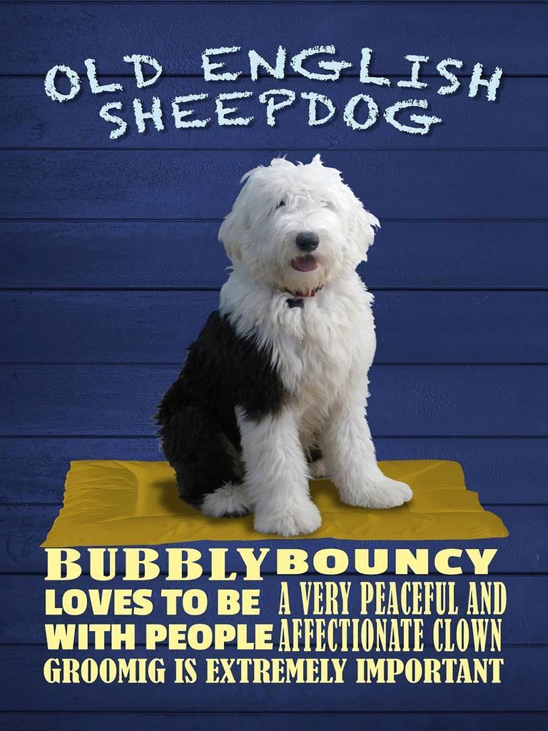 vianmo Holzschild 40x30 cm Old English Sheepdog Hund bubbly