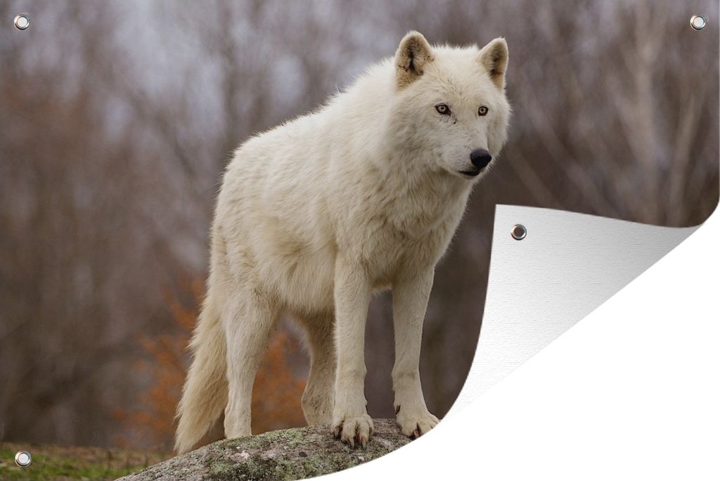 MuchoWow 120x80 cm Outdoor-Poster Gartendeko Sichtschutz Garten Poster für den Garten Wolf - Stein - Weiß