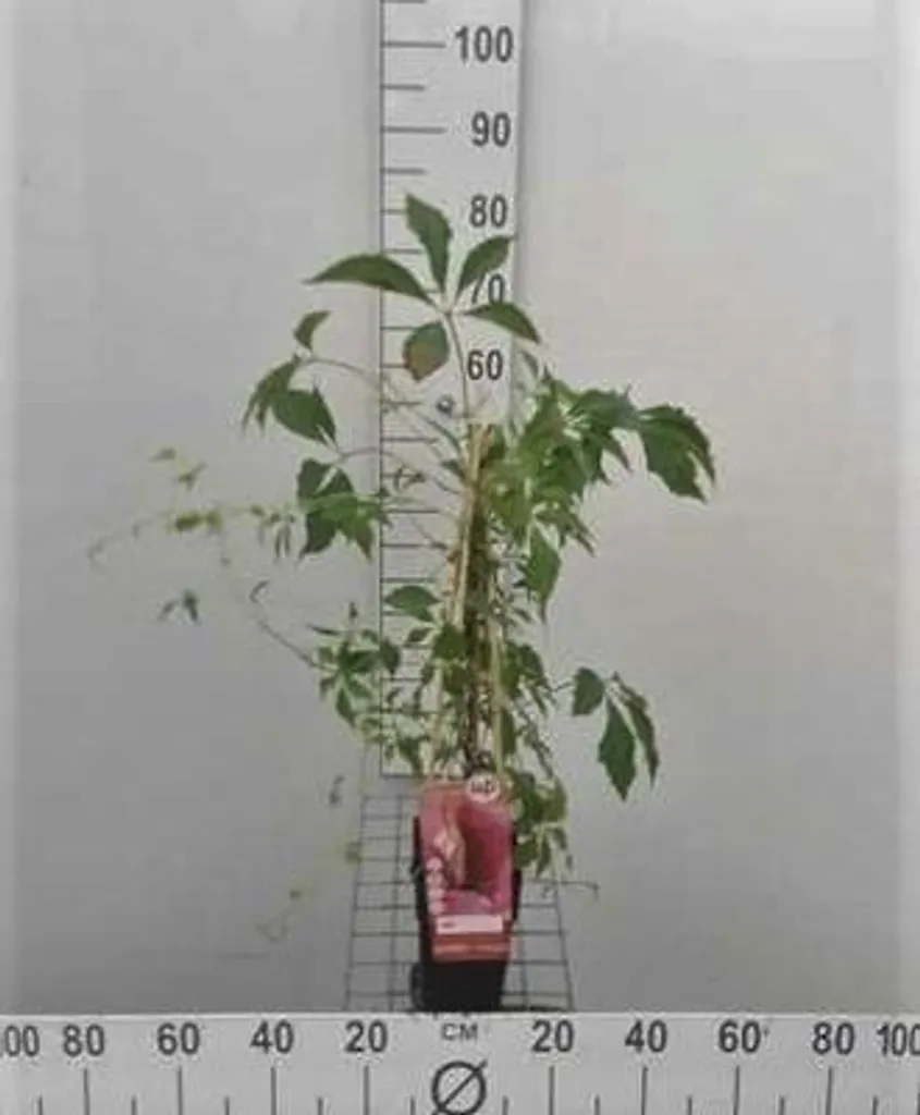 Parthenocissus Engelmannii - Lierre de Virginie pot de 50-60 cm