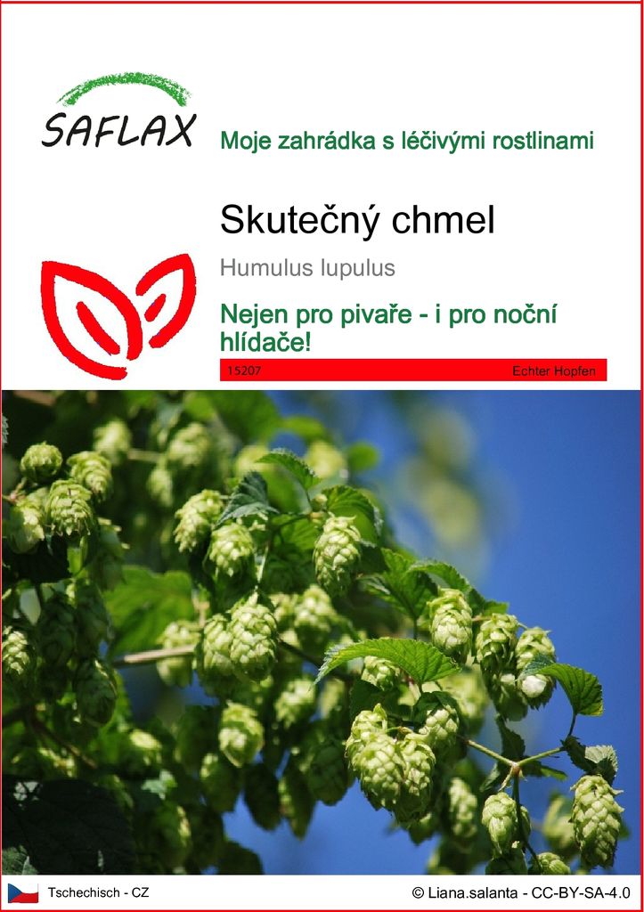 SAFLAX - skutečný chmel - Humulus lupulus - 50 Semena Obrázek produktu 