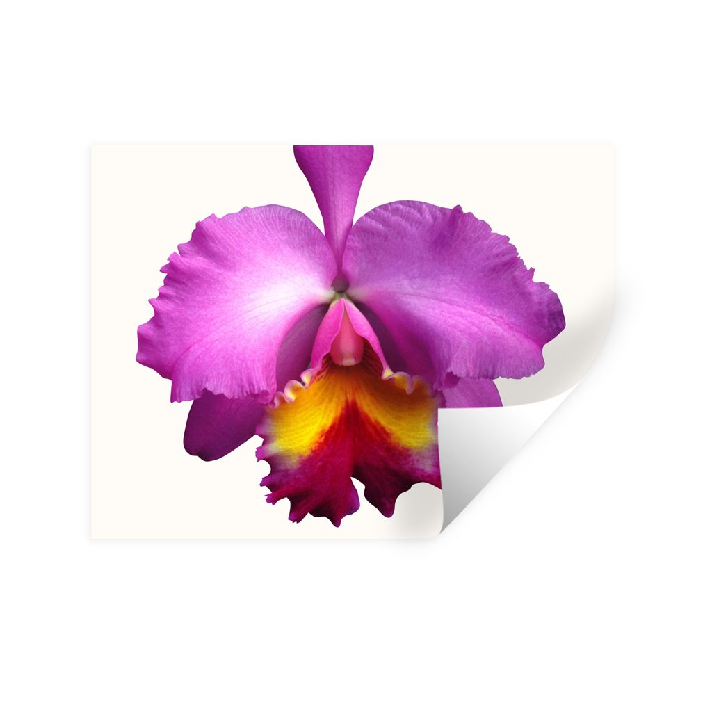 MuchoWow Wandtattoo Wandsticker Wandaufkleber Nahaufnahme Orchidee 160x120 cm Selbstklebend und Repositionierbar - Selbstklebend - Fototapeten