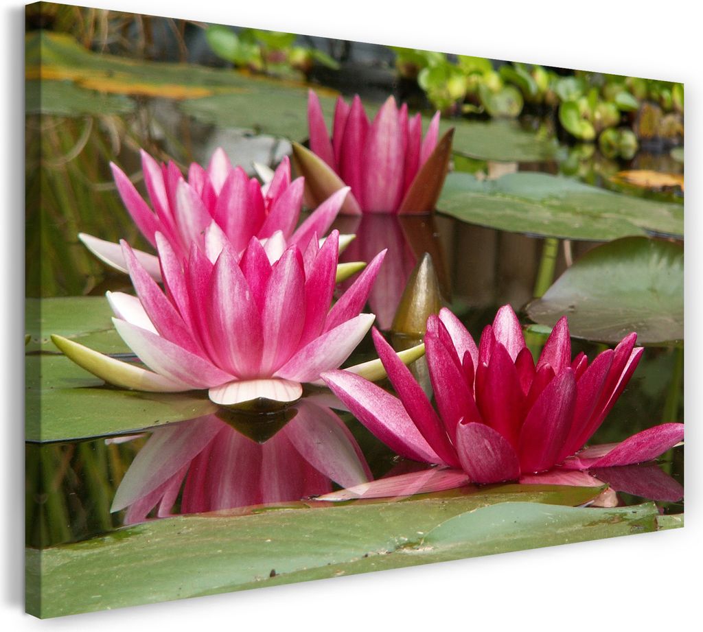Leinwandbild (120x80cm): Blumenbilder Blumenfotos drei Seerosen mit lila Blütenblättern, echter Holz-Keilrahmen inkl. Aufhänger, handgefertigt i...