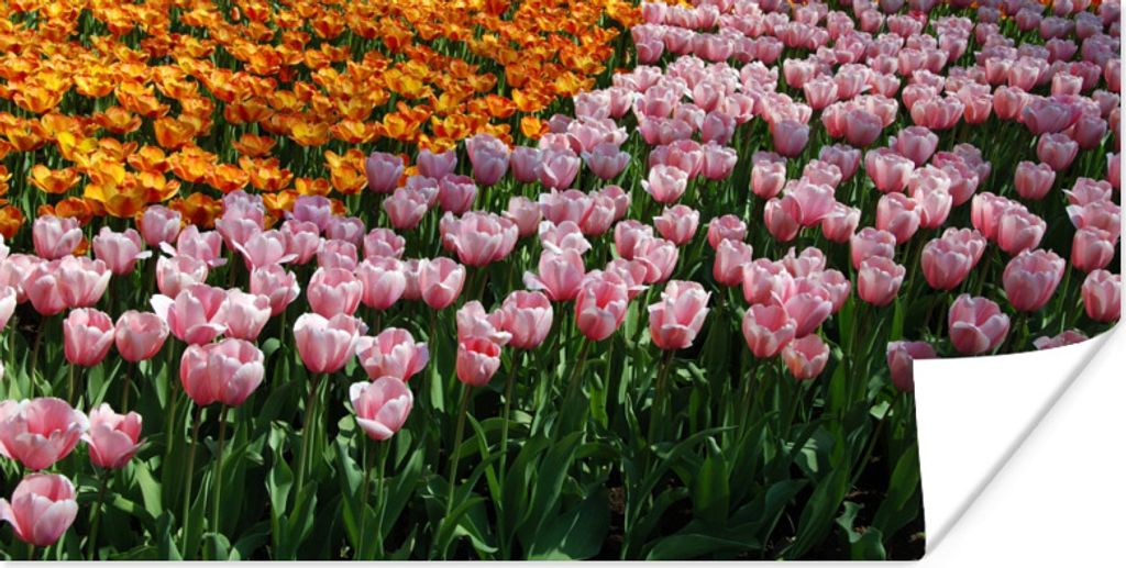MuchoWow Poster Bunte Tulpen auf dem Keukenhof 150x75 cm - ohne Rahmen