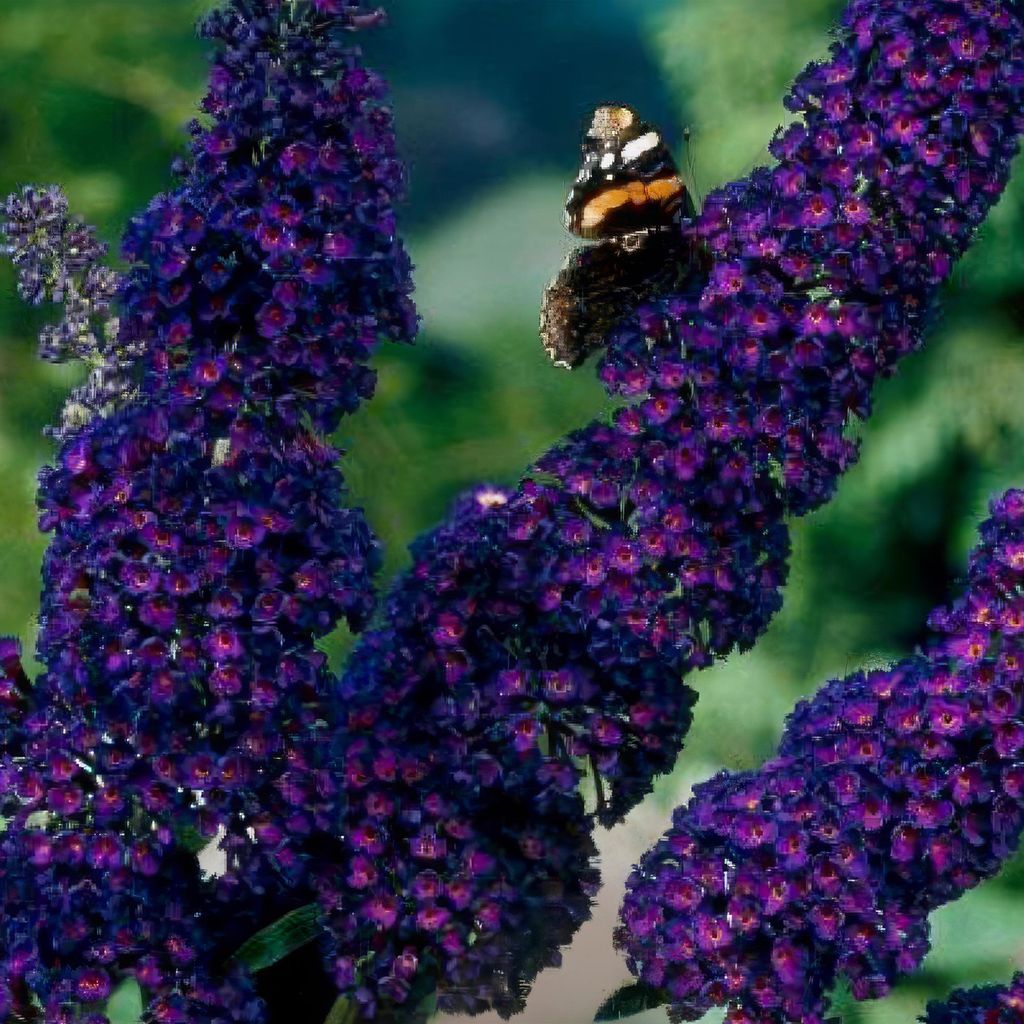 Schmetterlingsstrauch Buddleja davidii Black Night 3er Set winterhart lila 17cm