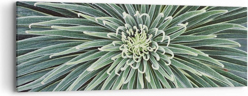 Bild auf Leinwand - Leinwandbild - Einteilig - Agave Grün Pflanze - 90x30cm - Wand Bild - Wanddeko - Wandbilder - Leinwanddruck - Bilder - Wanddek...