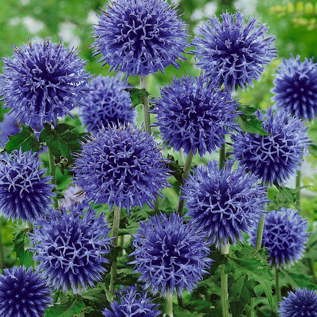 6 x Banater Kugeldistel Blue Globe - Echinops bannaticus Produktbild 