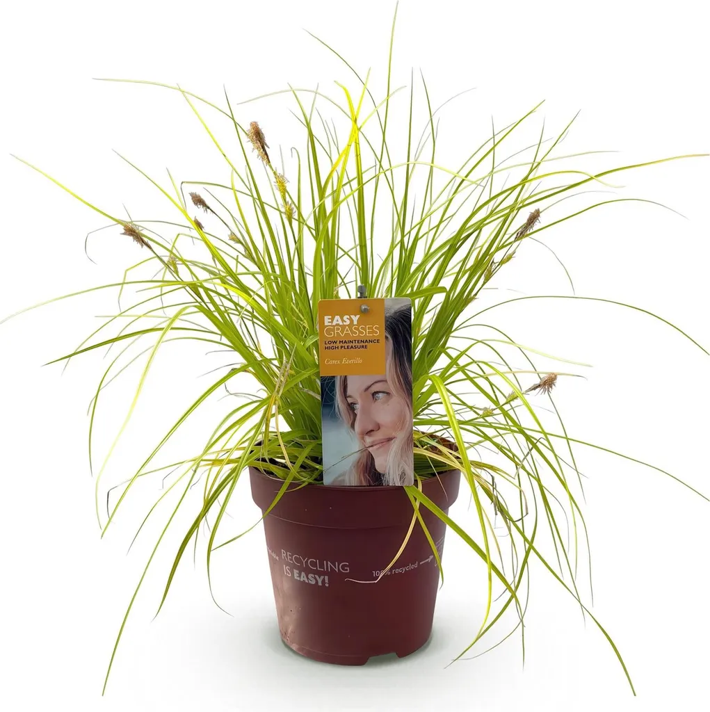 Carex Everillo Ø 17 cm - Carex Oshimensis Jaune Persistant 50 cm