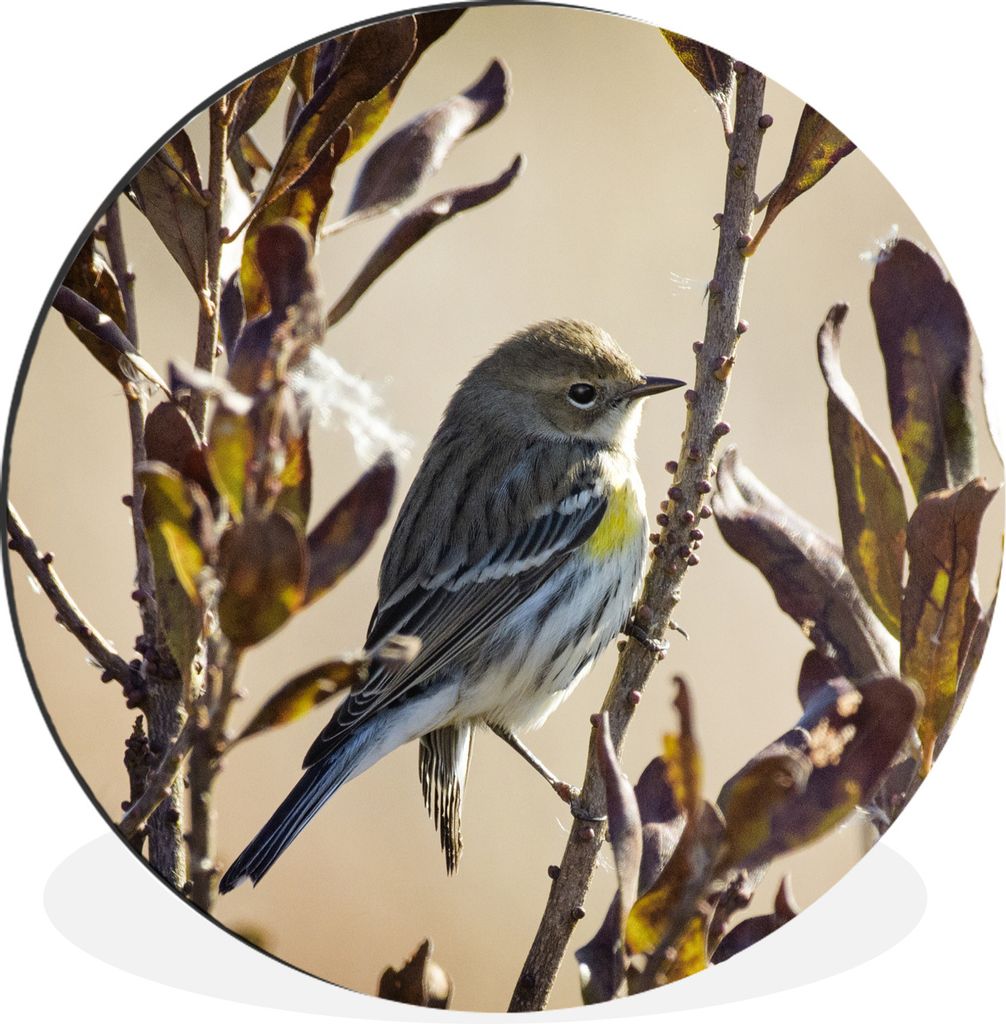 MuchoWow Aluminium Wandkreis Vogel zwischen einem Zweig mit Blättern Ø 30 cm Wanddeko Modern Wohnzimmer - Wand Bild - Wohnzimmer - Runde Bilder...
