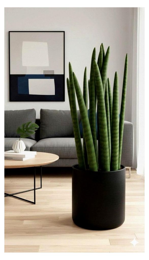 Sansevieria cylindrica, Bogenhanf, luftreinigend, XXL Zimmerpflanze, ca. 65 cm hoch
