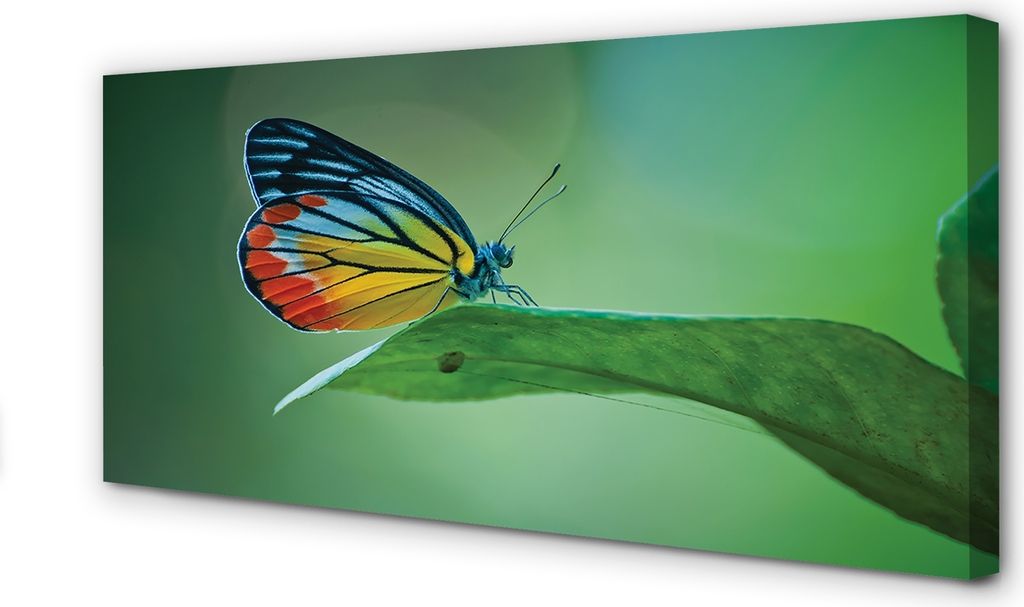 Leinwandbild 140x70 Wandkunst Bunter Schmetterling Blatt