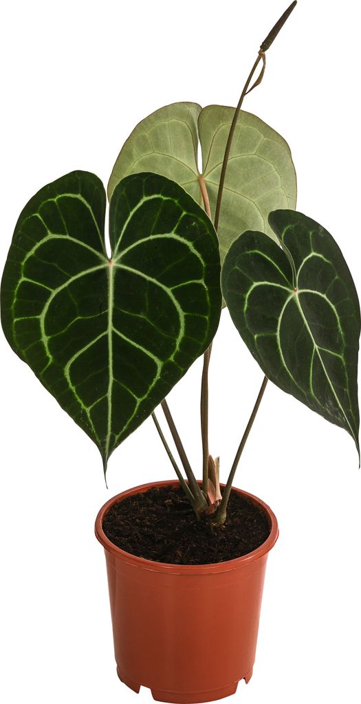 Dehner Herzblattblume, Anthurium clarinervium, Produktbild 