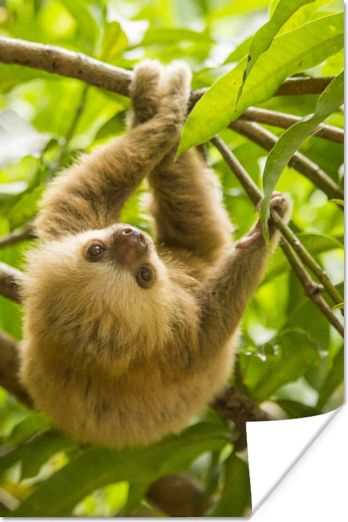 MuchoWow Poster Ein gefärbtes junges Faultier hängt zwischen den grünen Blättern 80x120 cm - Papierdruck