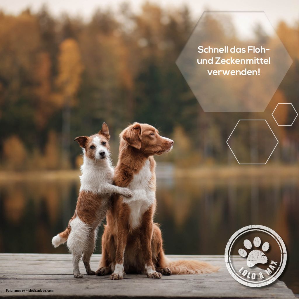 Lolo & Max - Spot On Floh- und Zeckenschutz für Hunde - bis Produktbild 3