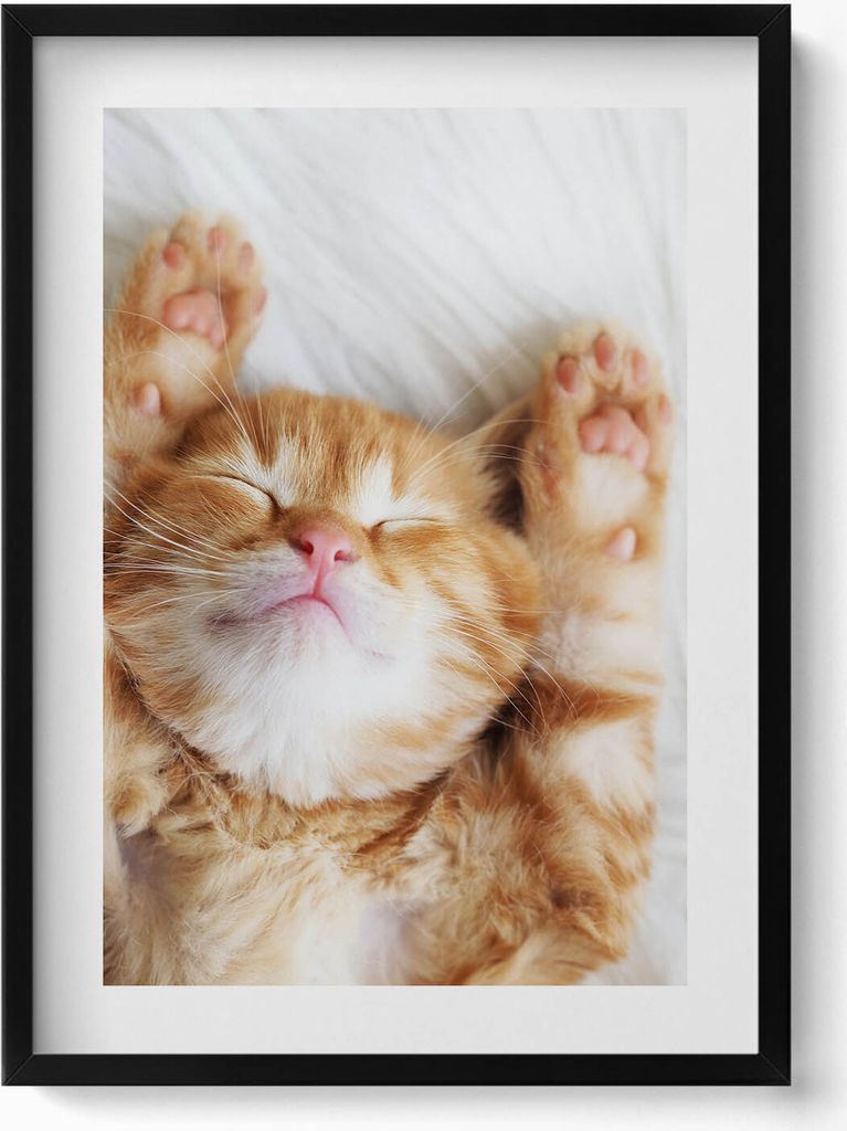 Kleines schlafendes Kätzchen– Wandbild mit Rahmen – Gerahmtes Bild – Wanddekoration – 50x70 cm – Schwarz Rahmen