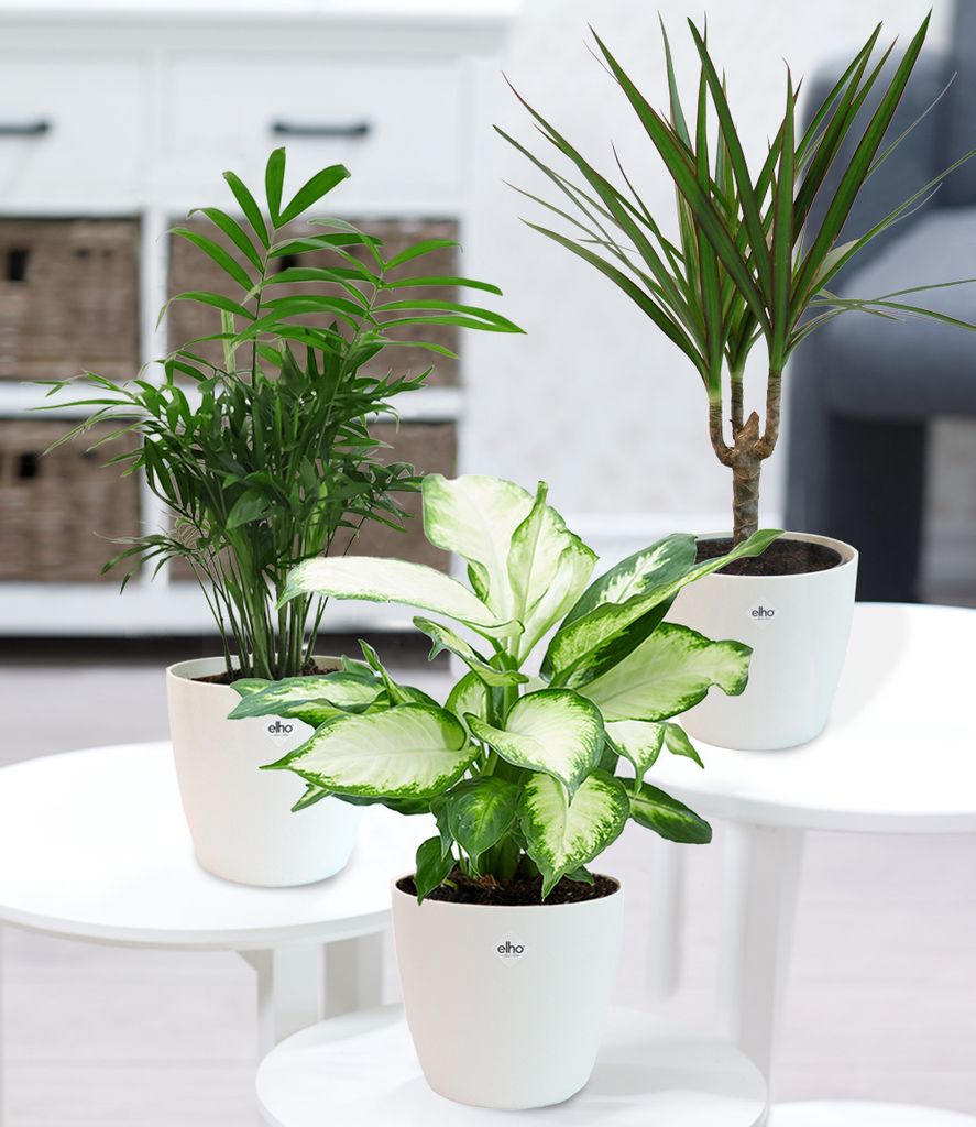 BALDUR-Garten | 3er-Mix Luftreinigende Zimmerpflanzen 'Classic' | inklusive Elho®-Übertöpfe 'Weiß' | Bergpalme, Dracena, Dieffenbachie Camilla,1 Set Grünpflanzen, mehrjährig - frostfrei halten
