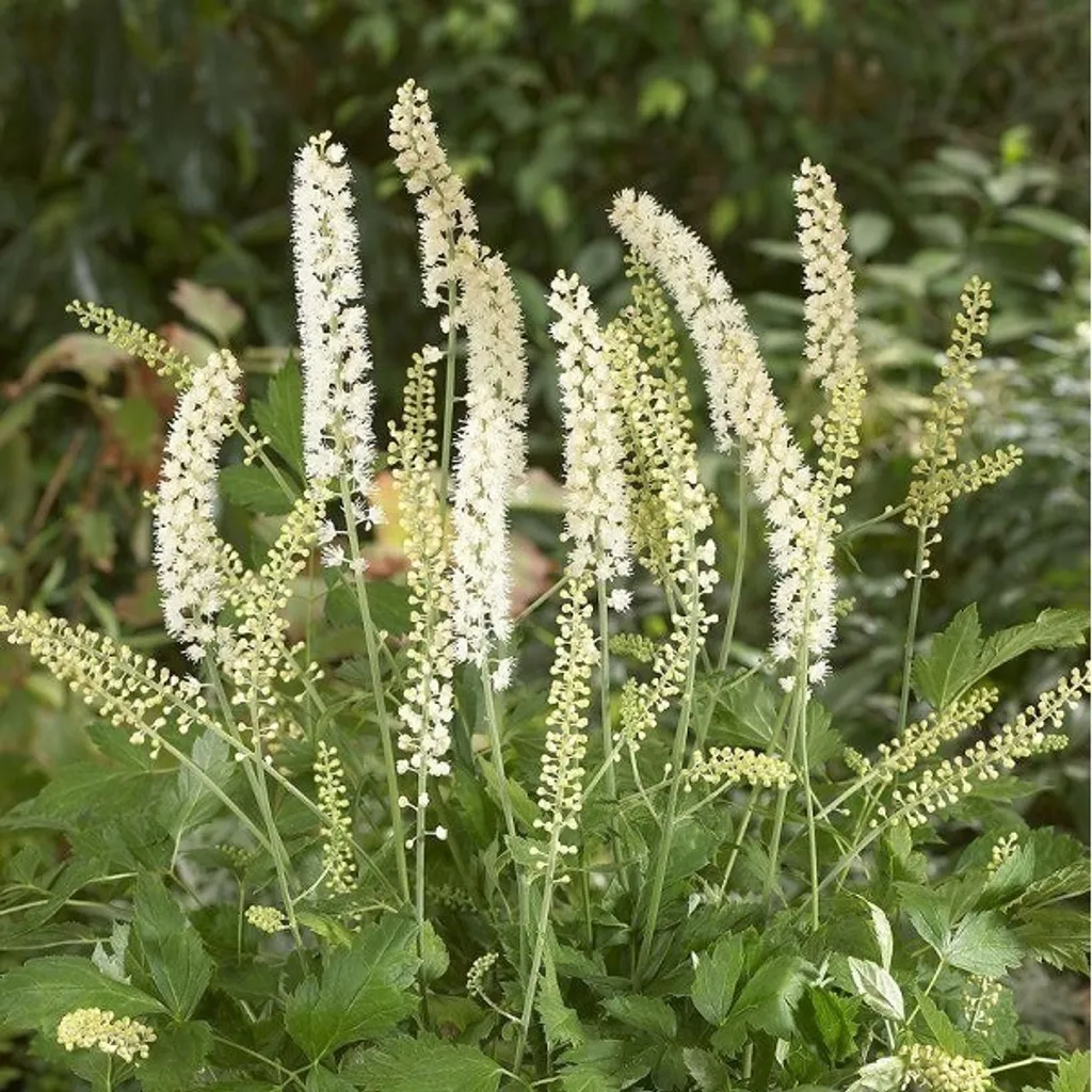 6 Actaea simplex White Pearl | Piante Amiche degli Impollinatori