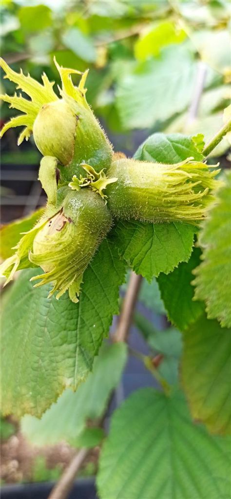 Haselnuss 'Nottinghams Fruchtbare' Produktbild 