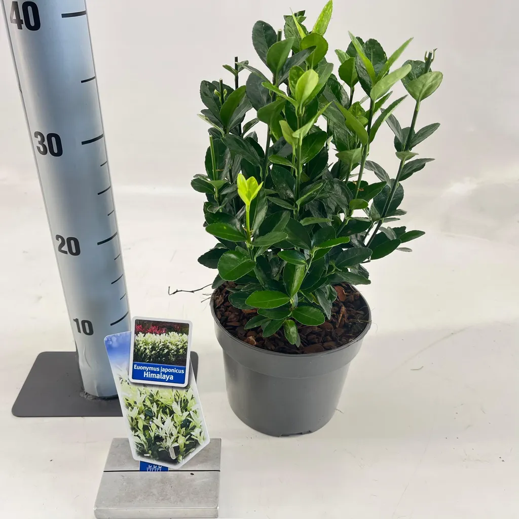 Fusain Himalaya Lankveld06 au feuillage vert intense - Pot de 20-25 cm