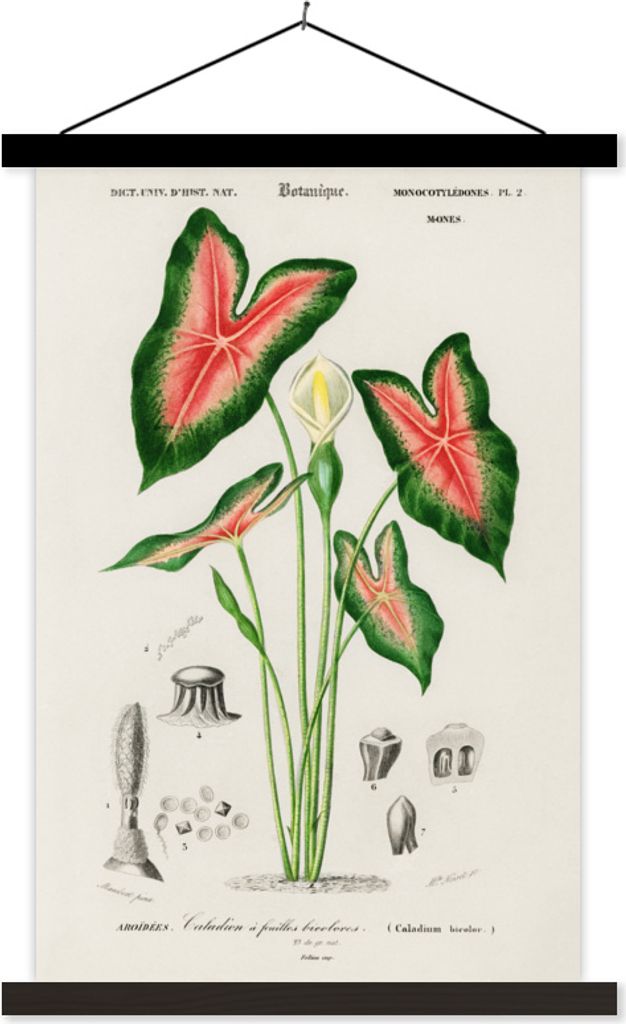 MuchoWow Textilposter Jahrgang - Pflanze - Caladium 40x60 cm mit schwarzem Rahmen - Wanddekorationen