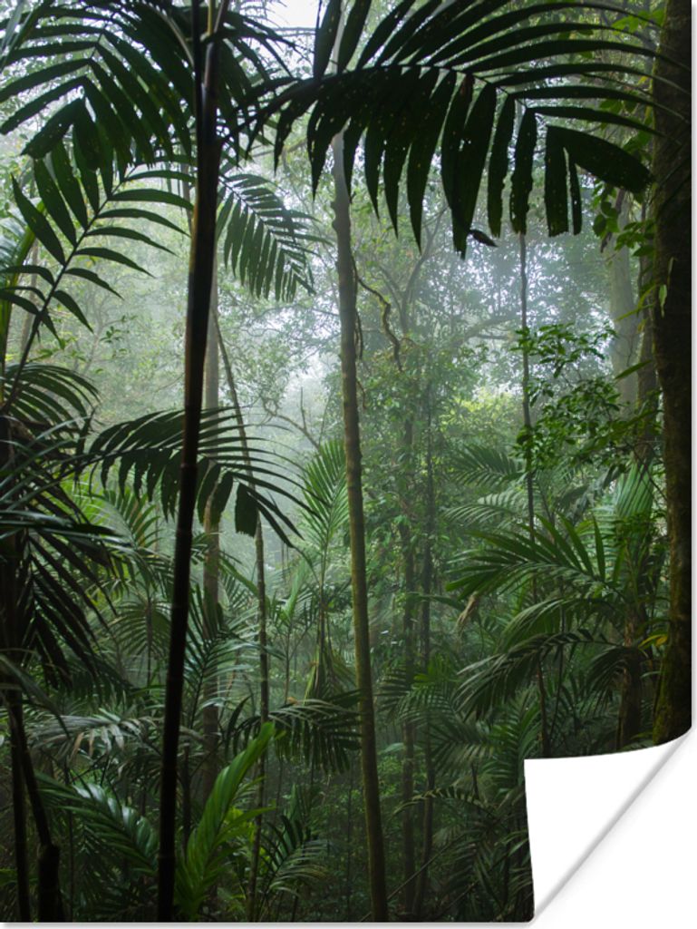 MuchoWow Poster Regenwald - Tropisch - Dschungel - Bäume - Pflanzen 90x120 cm - Wohnzimmer