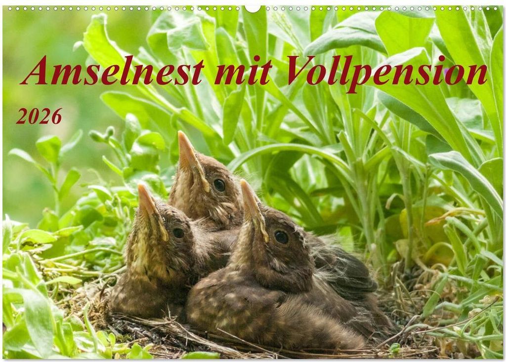 Amselnest mit Vollpension (Wandkalender 2026 DIN A2 quer), CALVENDO Monatskalender