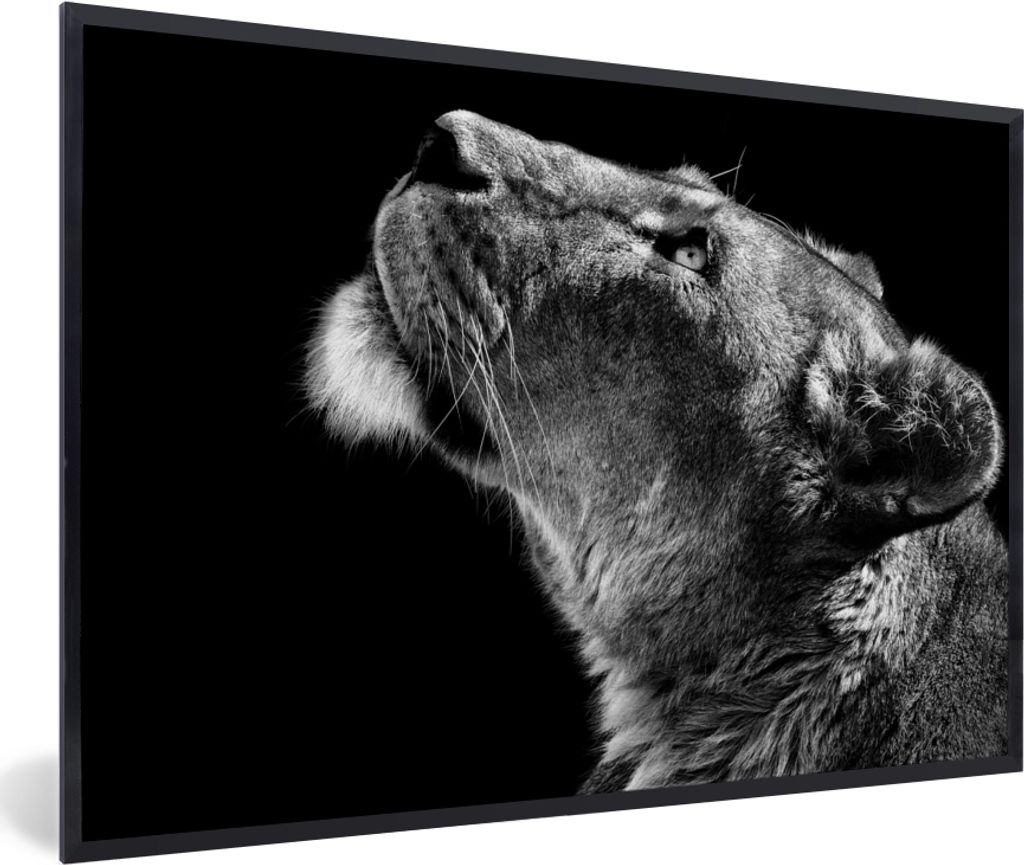 MuchoWow Gerahmtes Poster Löwe - Tiere - Schwarz und weiß 90x60 cm - Poster mit Schwarzem Bilderrahmen Wandposter Rahmen Foto Bilder - Fotorahm...