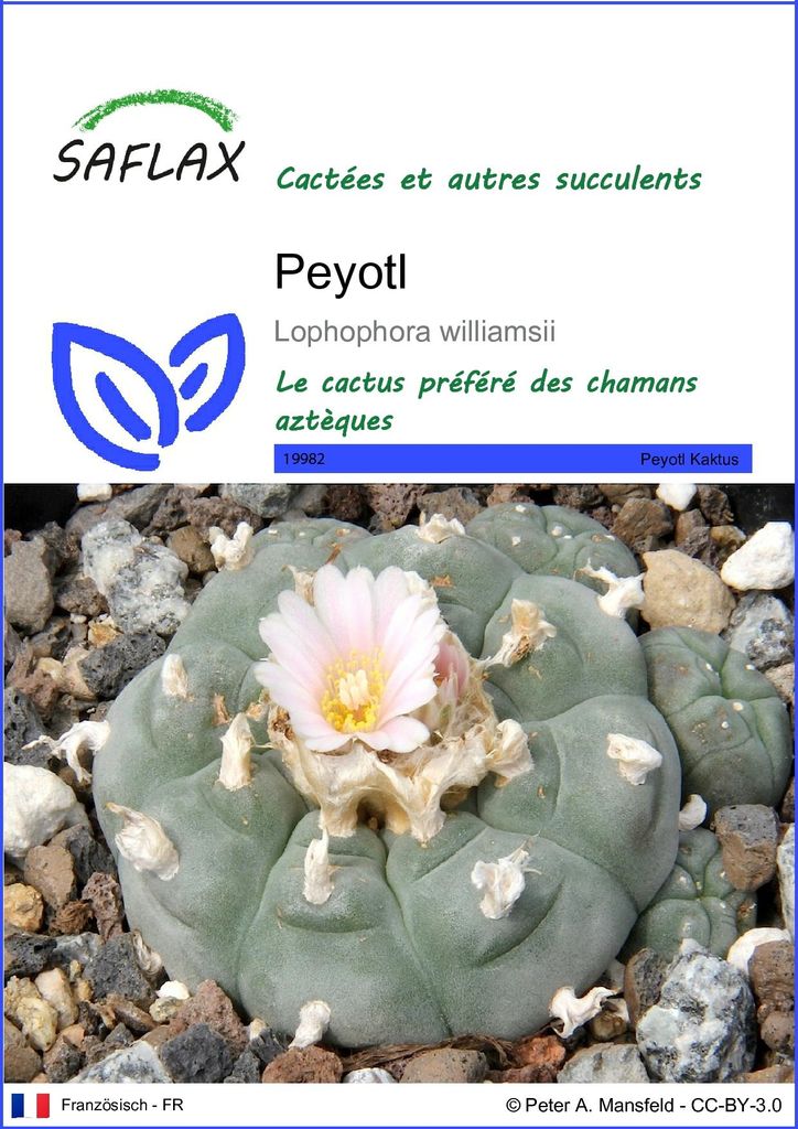 SAFLAX  - Peyotl - 20 graines - Lophophora Image du produit 