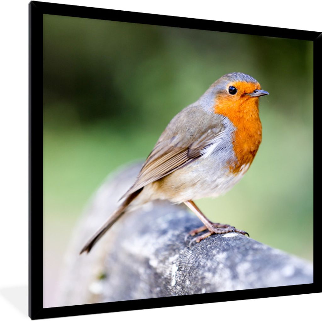 MuchoWow Gerahmtes Poster Rotkehlchen - Ast - Holz 40x40 cm - Poster mit Schwarzem Bilderrahmen Wandposter Rahmen Foto Bilder - Mit Rahmen - Wand...