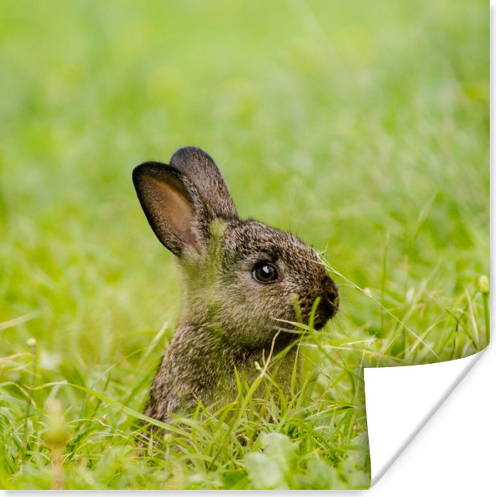 MuchoWow Poster Kaninchen - Baby - Gras 30x30 cm - Wandposter - Printing