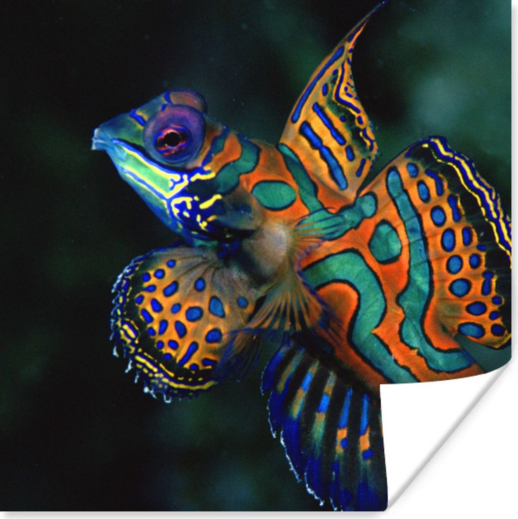 MuchoWow Poster Fisch - Meer - Orange 30x30 cm - Wandposter - Printing